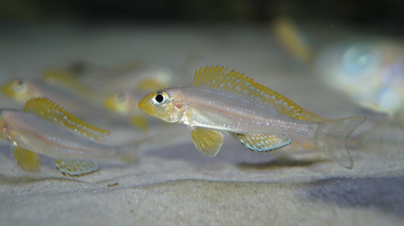 Xenotilapia sp. 'papilio sunflower' Chituta Bay